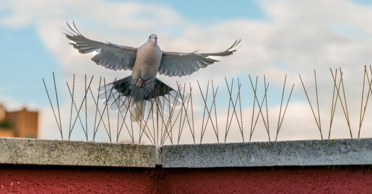 Bird-Proofing Strategies 101: Save on Maintenance Costs & Preserve Property Value - post